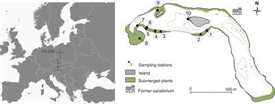 Submerged macrophyte self-recovery potential behind restoration treatments: sources of failure